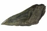 Partial Fossil Megalodon Tooth - Georgia #106949-1